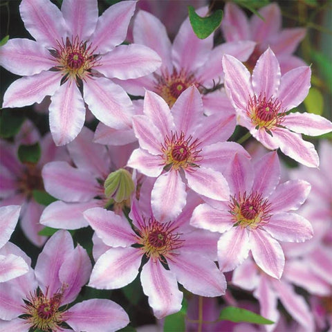 Mixrug purple-blue flower bloom highlights dramatic petal display.