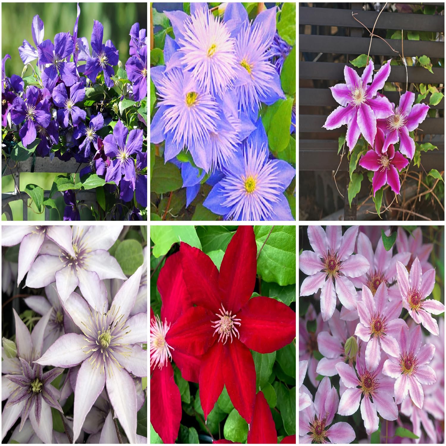 Mixrug clematis seed pack ready for easy planting and garden color.