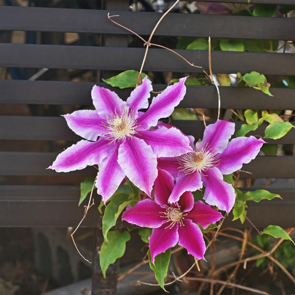 Mixrug clematis growth-habit close-up shows vigorous climbing vine.