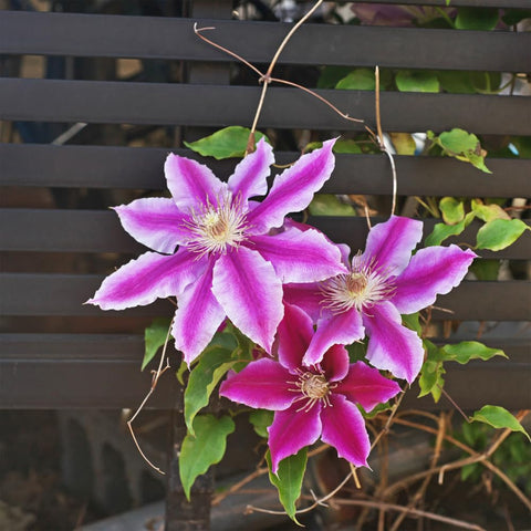 Mixrug clematis growth-habit close-up shows vigorous climbing vine.