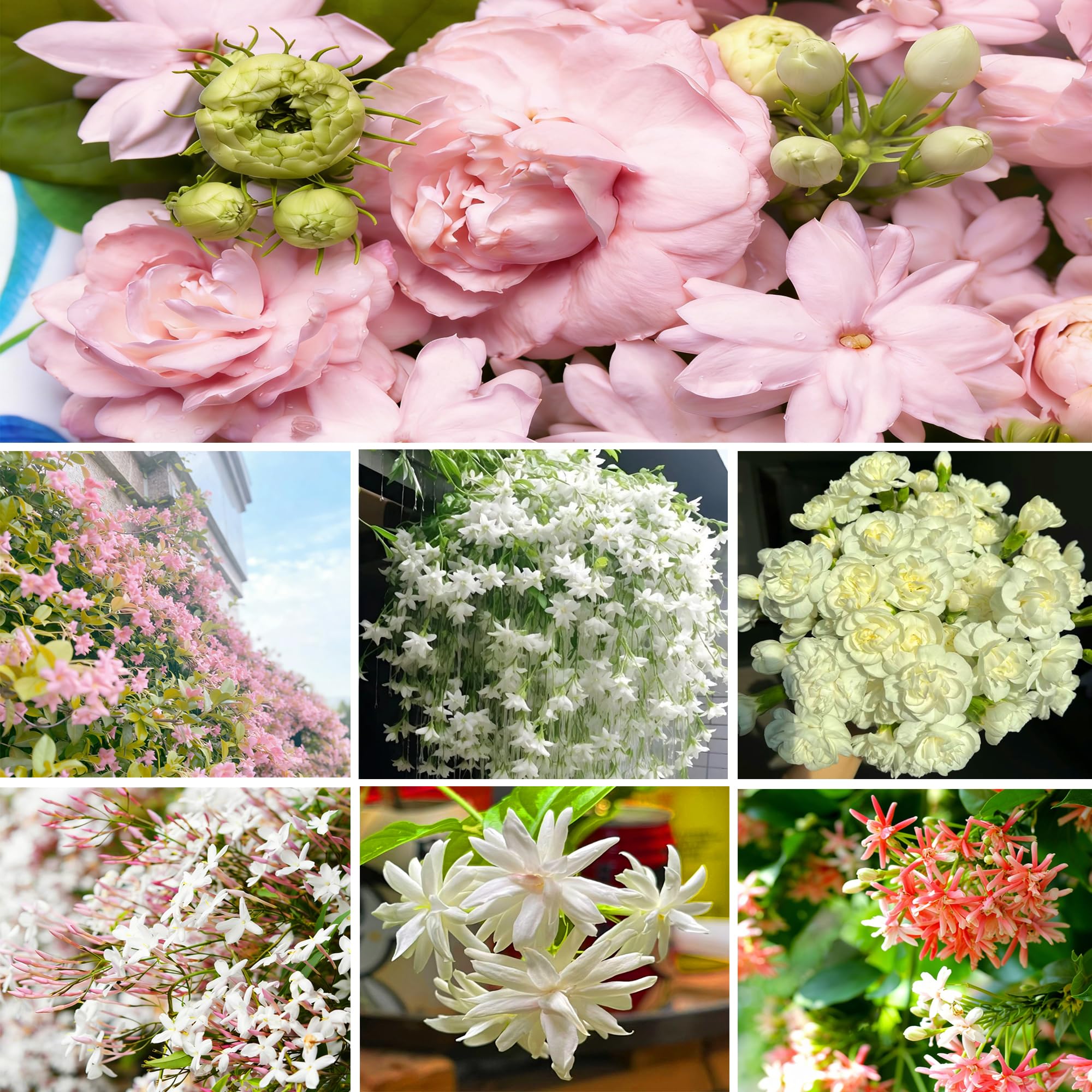 Mixrug climbing jasmine creates lush, fragrant greenery in home gardens