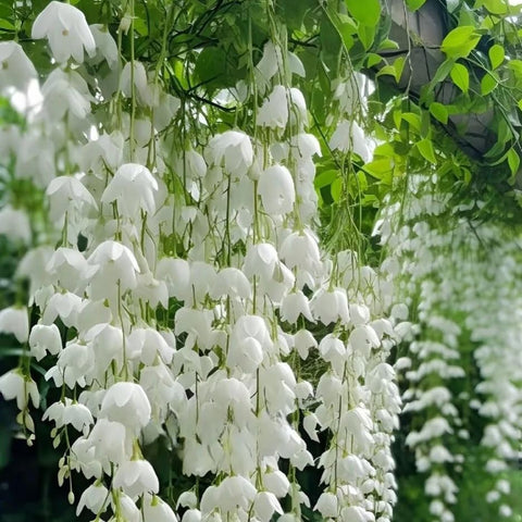 Mixrug climbing jasmine seeds closeup shows premium coating and potential blooms