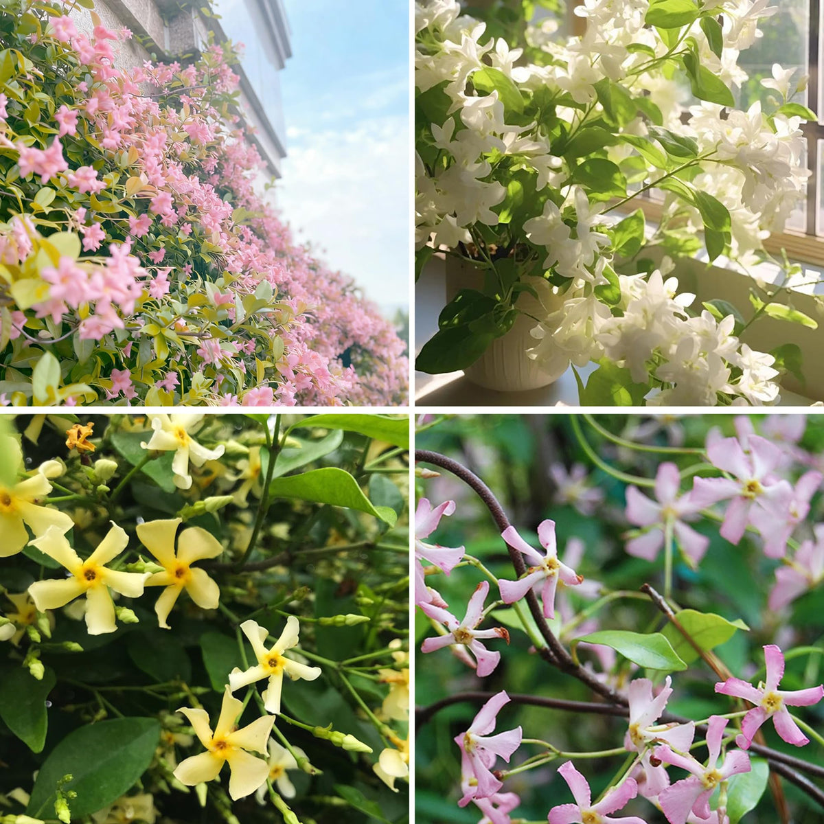 Mixrug climbing jasmine seeds pack ready for garden planting and discovery