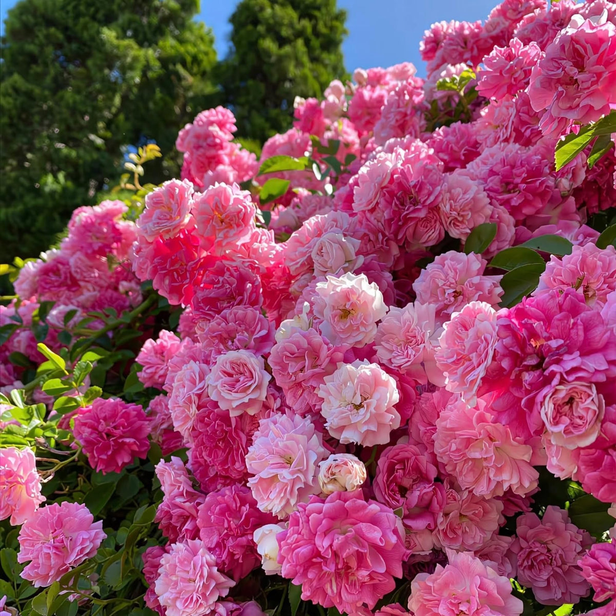 Mixrug climbing rose seeds pack for garden planting and year-round blooms.