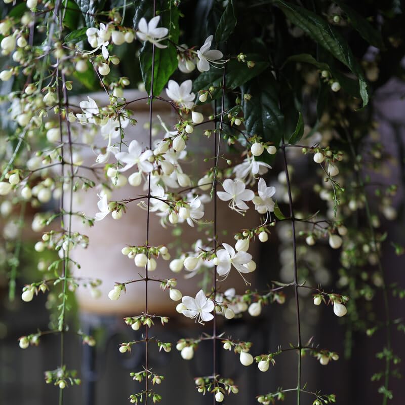 Mixrug climbing-weeping-jasmine-seeds heirloom non-gmo packaging — authentic seeds for gardeners.