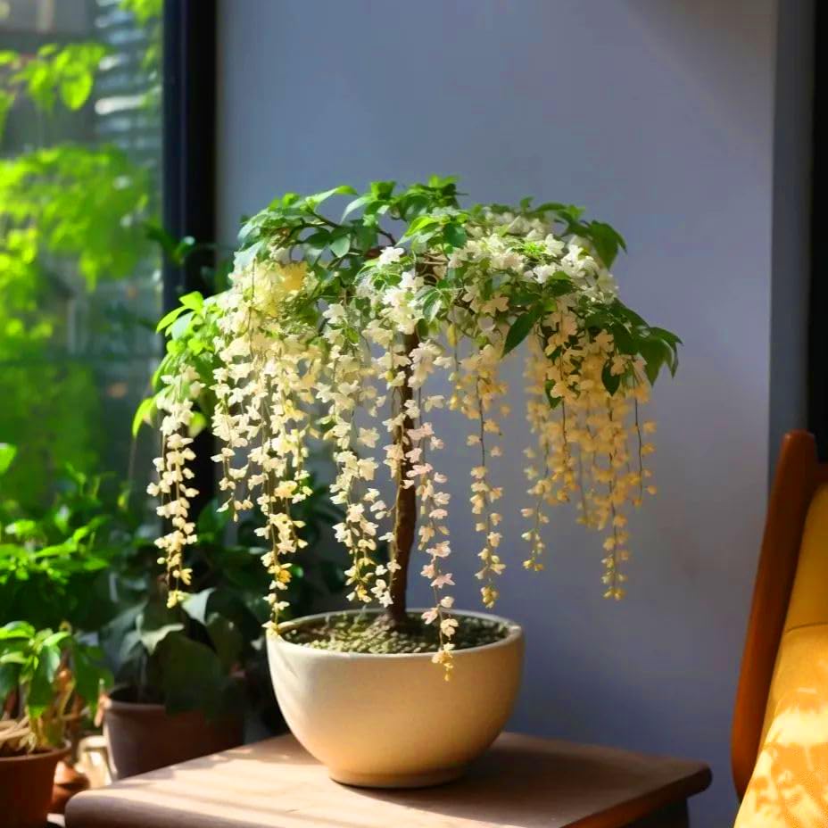 Mixrug climbing-weeping-jasmine-seeds lush leaves and stems — ideal for groundcover or borders.