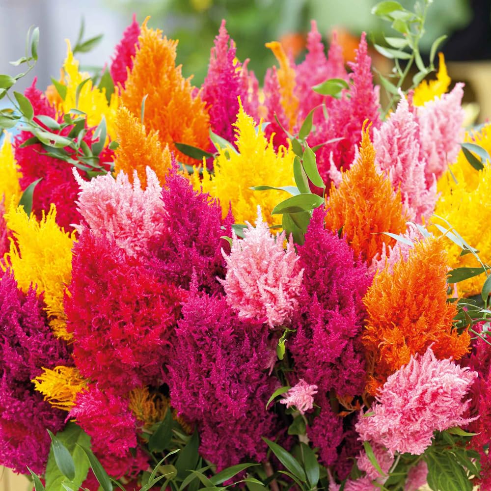 Mixrug cockscomb woolflower plumes close-up with vibrant colors