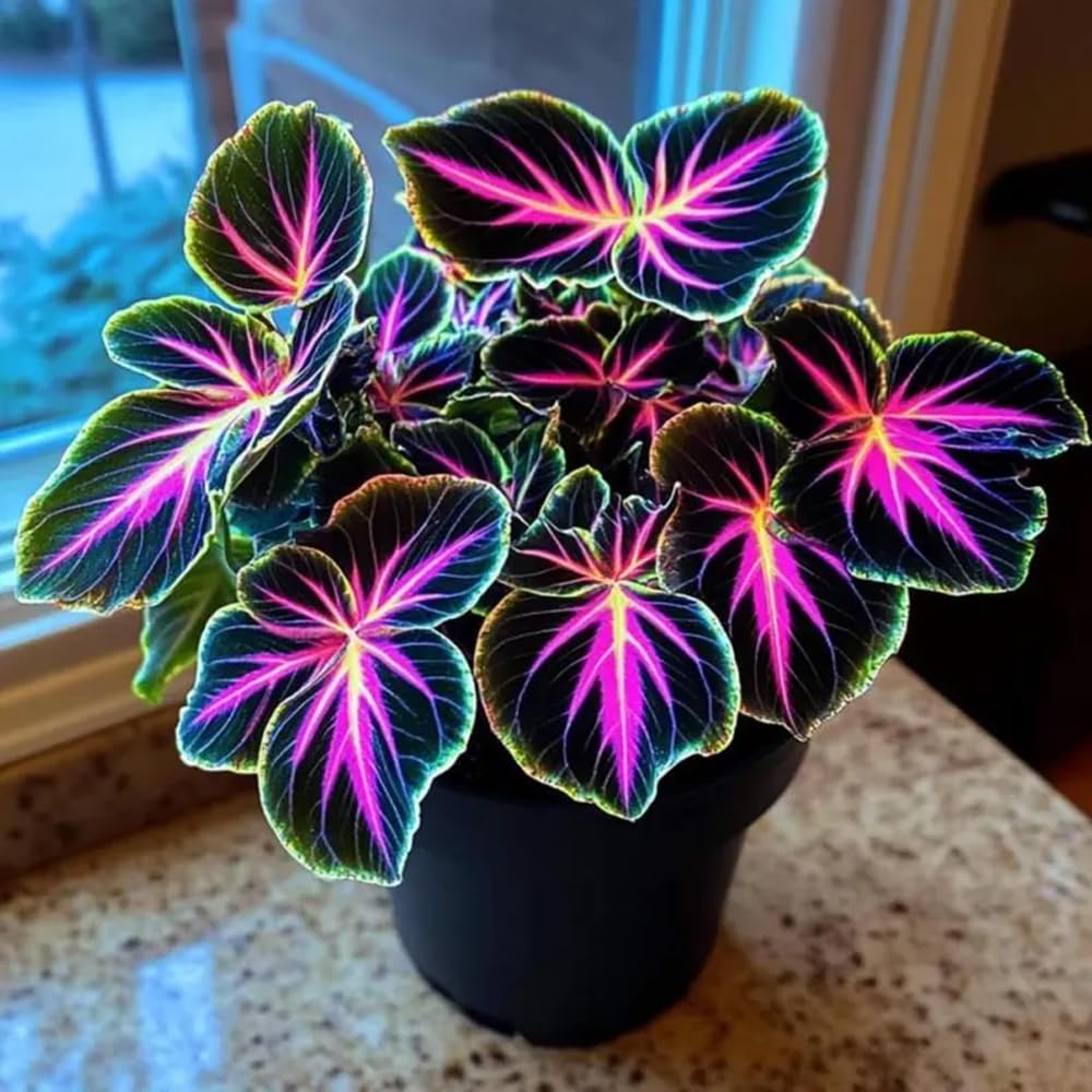 Mixrug coleus foliage colors green yellow red in display
