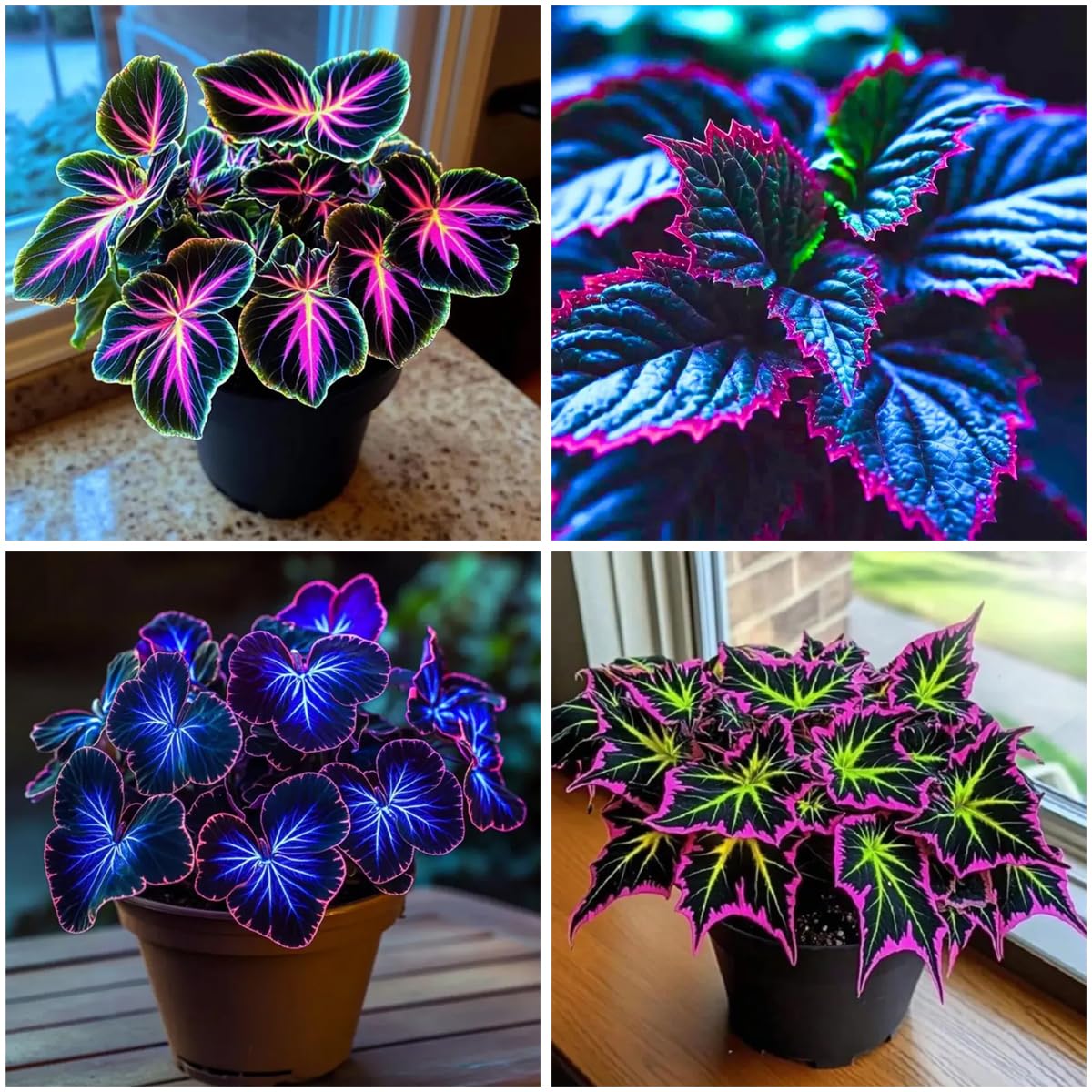 Mixrug coleus seeds germination setup with surface sowing and light misting