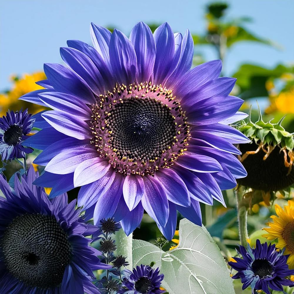 Mixrug color-filled sunflower seed mix creates bright, wildlife-friendly garden showcases