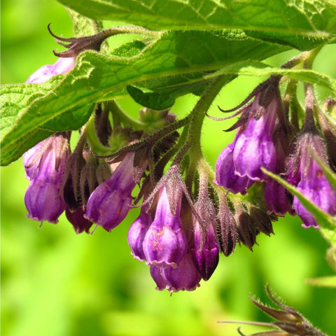 Mixrug comfrey seed pack spread shows quantity ideal for starting multiple plants to support a productive patch.