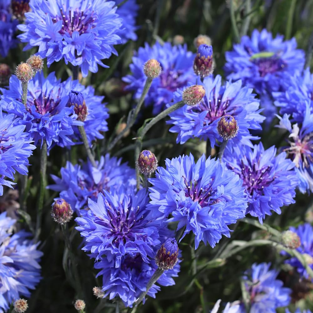 Mixrug compact growth suited for small-space gardens and containers.