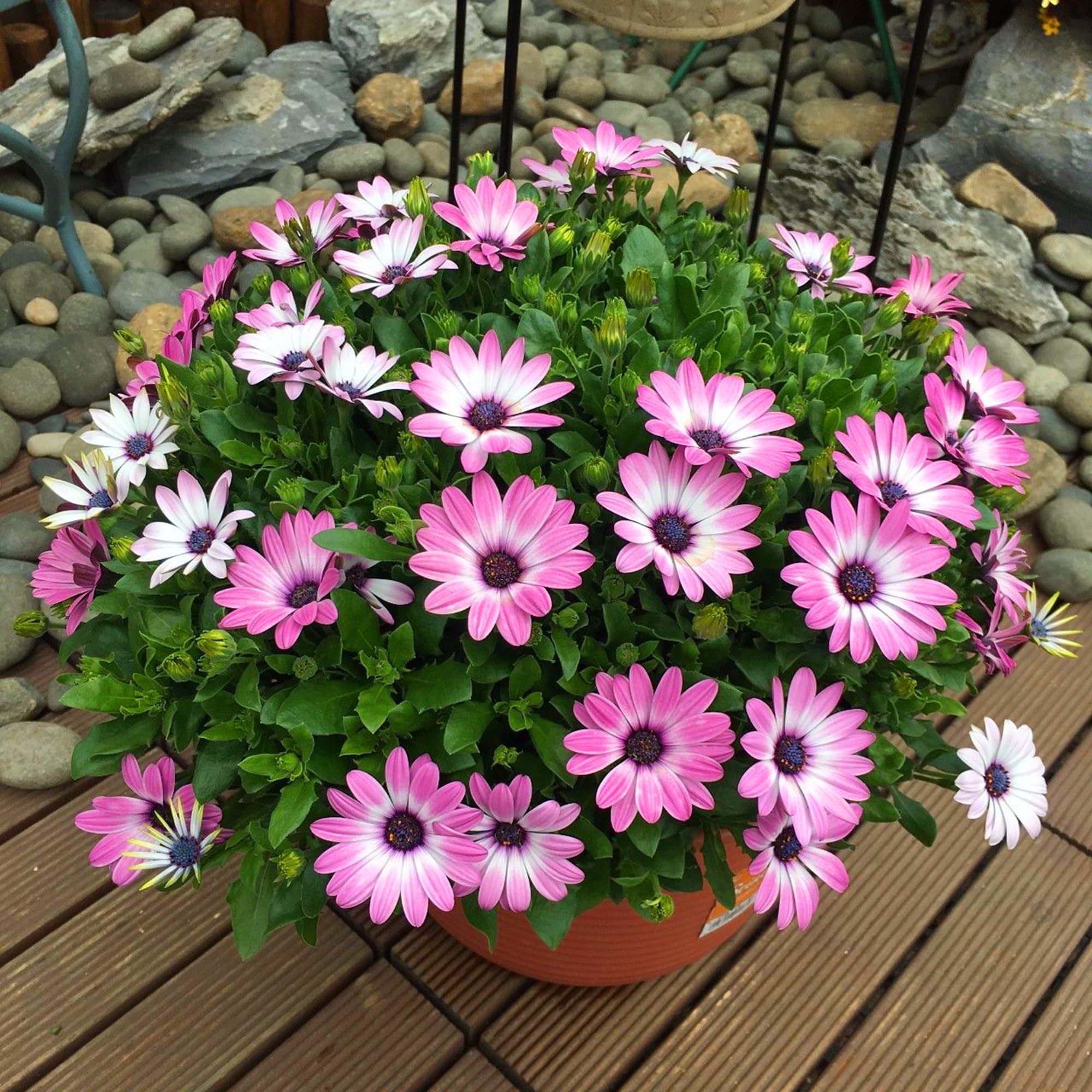 Mixrug container planting of daisies for colorful balcony displays.
