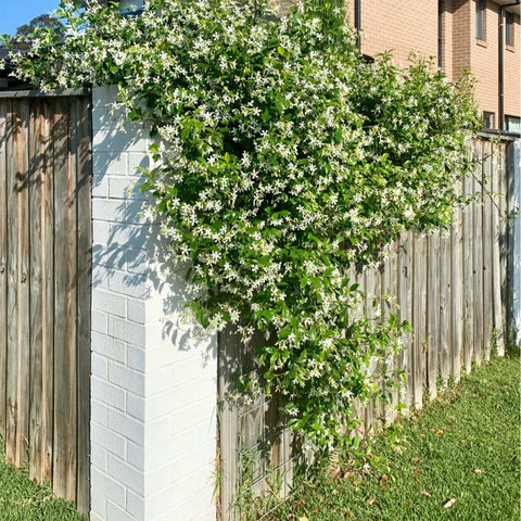 Mixrug jasmine growing in a pot or hanging basket for container displays