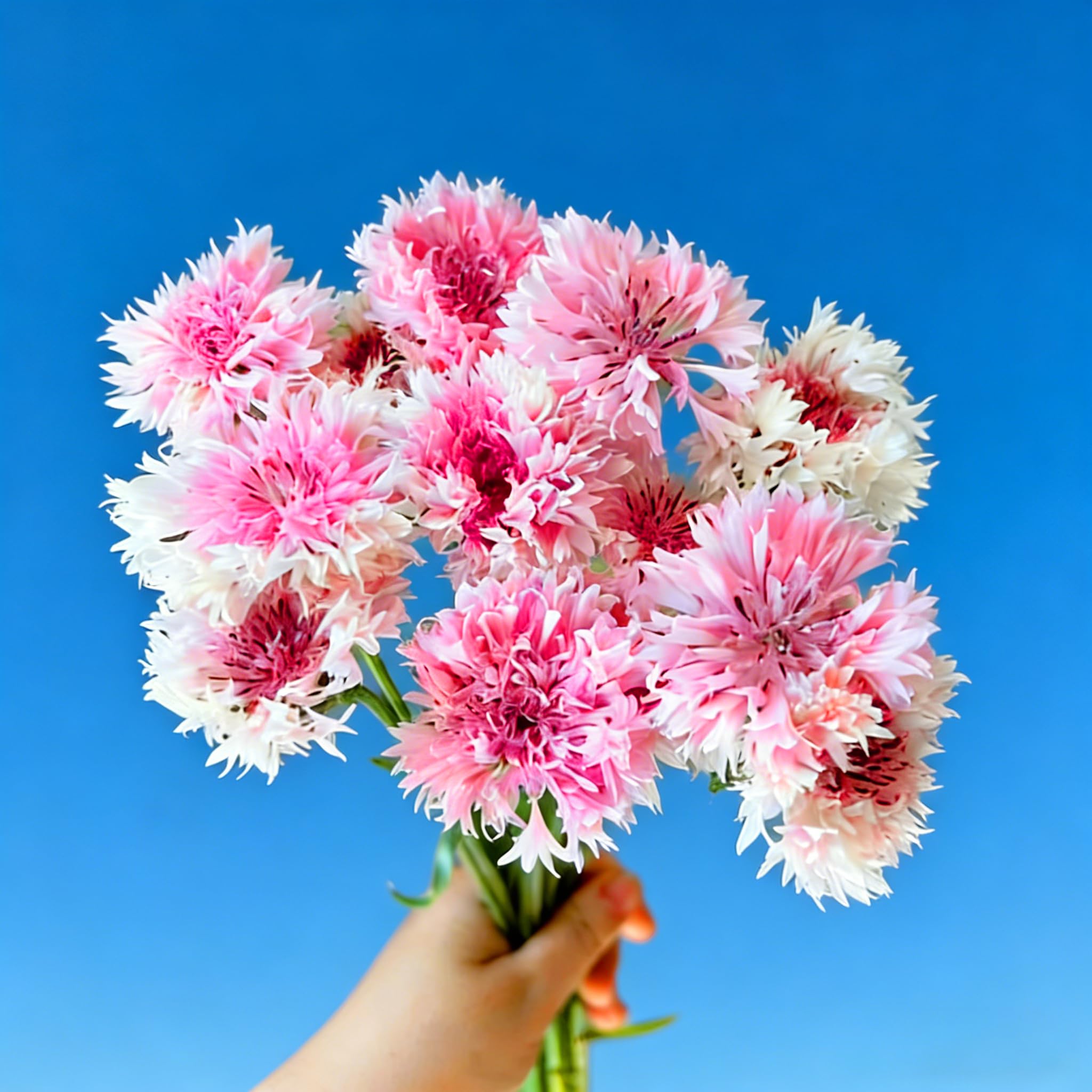 Mixrug cornflowers thriving in container gardens for bright patios.