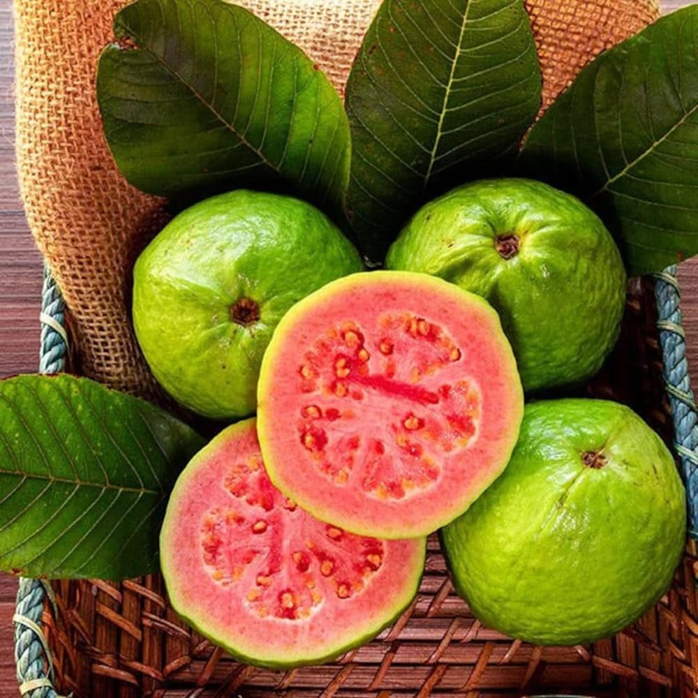 Mixrug container garden setup with pink guava seedlings for patios