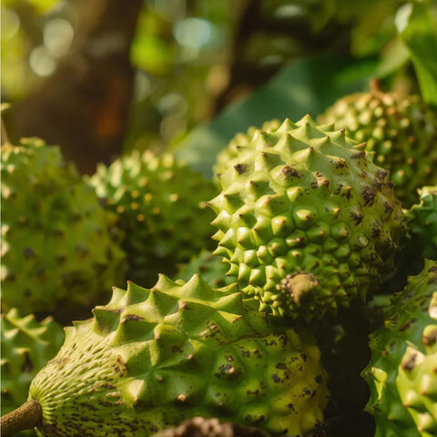 Mixrug container-friendly soursop plant shown for small-space gardening.