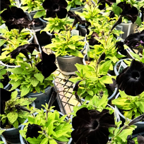 Mixrug seeds thriving in containers and hanging baskets