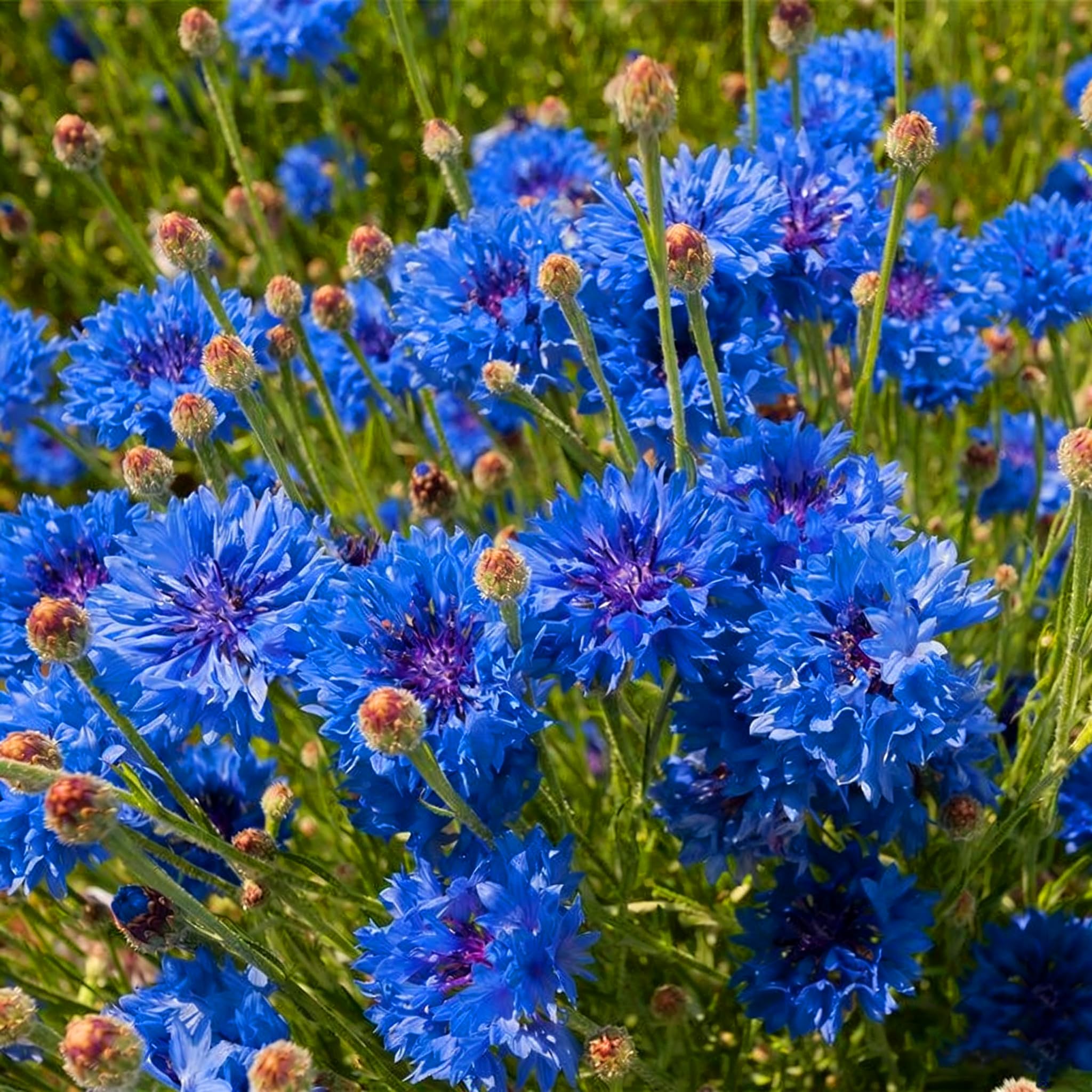 Mixrug fragrant cornflower blooms attract butterflies and bees.