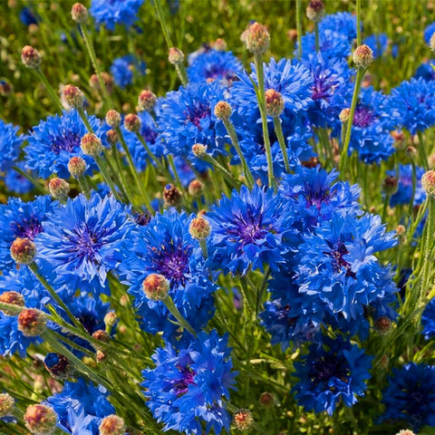 Mixrug fragrant cornflower blooms attract butterflies and bees.