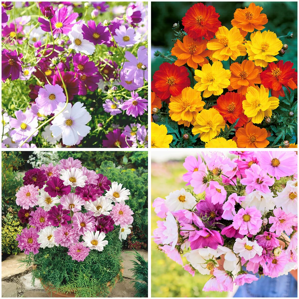 Mixrug Cosmos Cupcake Blush seeds sprouting for vibrant garden color.