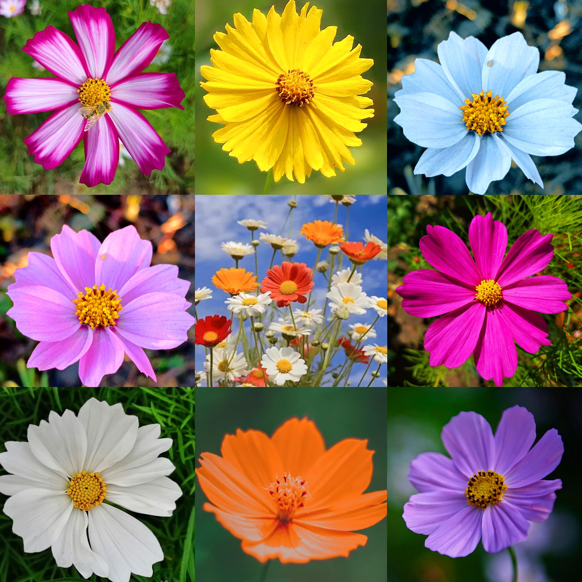 Mixrug cosmos seeds easy germination supports quick, colorful garden patches