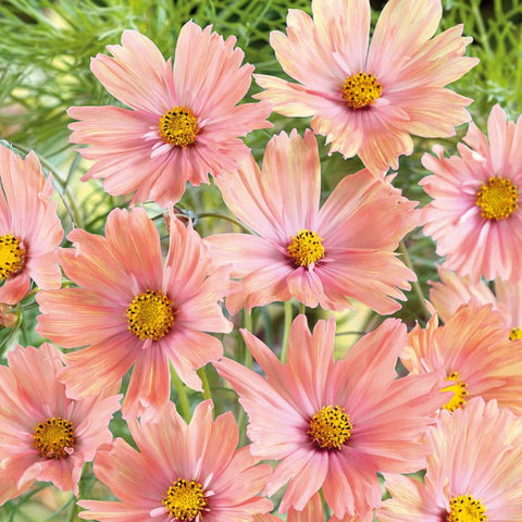 Mixrug cosmos happy in sun and part shade garden beds.
