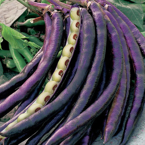 Mixrug cowpeas for planting pack, heirloom, non-GMO for flavorful fresh harvests.