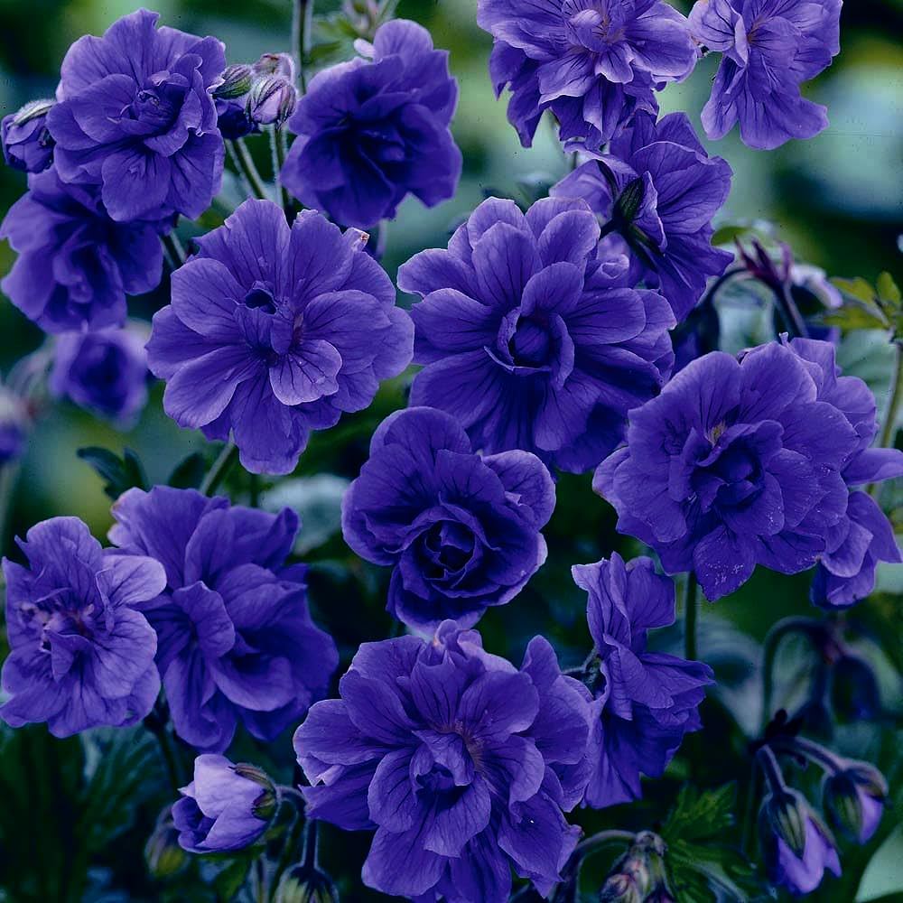 Mixrug cranesbill geranium seeds offer non-GMO heirloom quality ideal for durable borders.