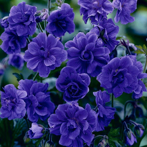Mixrug cranesbill geranium seeds offer non-GMO heirloom quality ideal for durable borders.