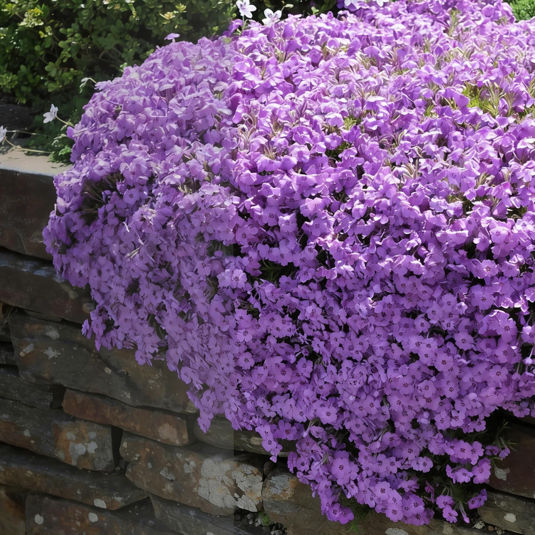 Mixrug Creeping Phlox bed-edge display adds color to sunny borders.