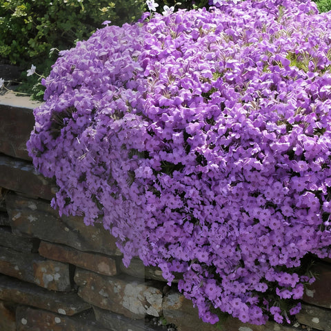 Mixrug Creeping Phlox bed-edge display adds color to sunny borders.