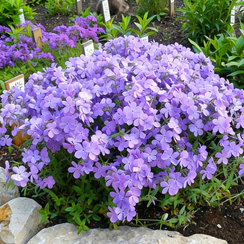 Mixrug Creeping Phlox container display showcases bright purple blooms in a planter.