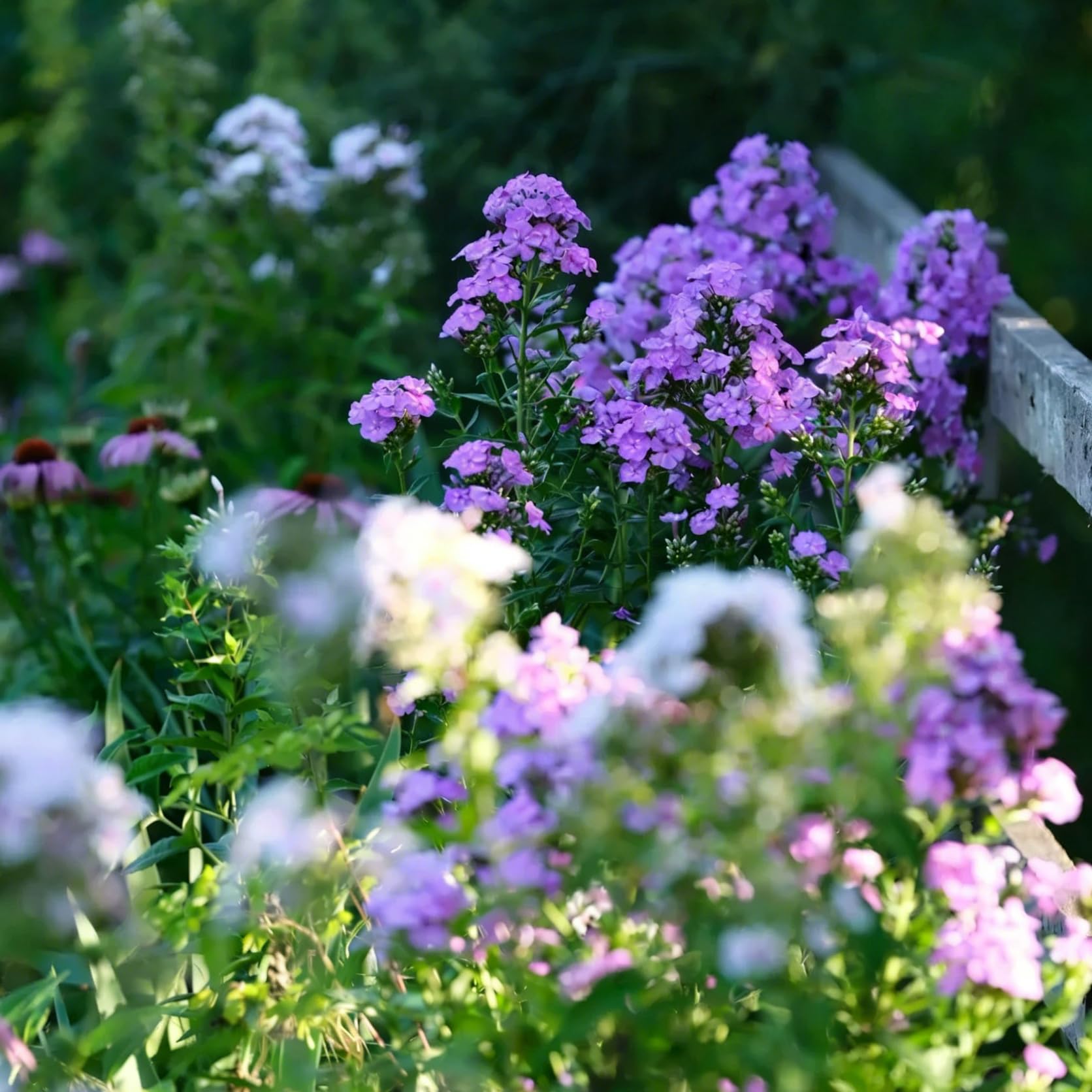 Mixrug Creeping Phlox deer-resistant blooms reduce garden damage.