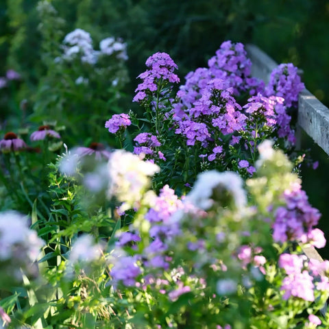 Mixrug Creeping Phlox deer-resistant blooms reduce garden damage.