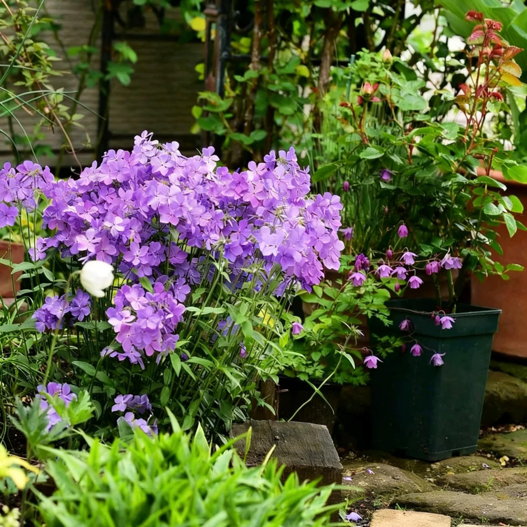 Mixrug Creeping Phlox dwarf groundcover forming a soft lawn-like mat.