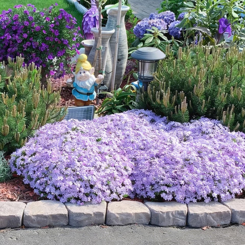 Mixrug Creeping Phlox fragrant bloom attracts butterflies and bees.