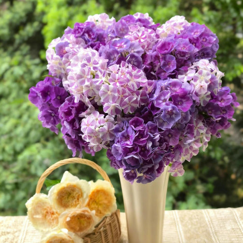 Mixrug Creeping Phlox hanging basket with cascading purple flowers.