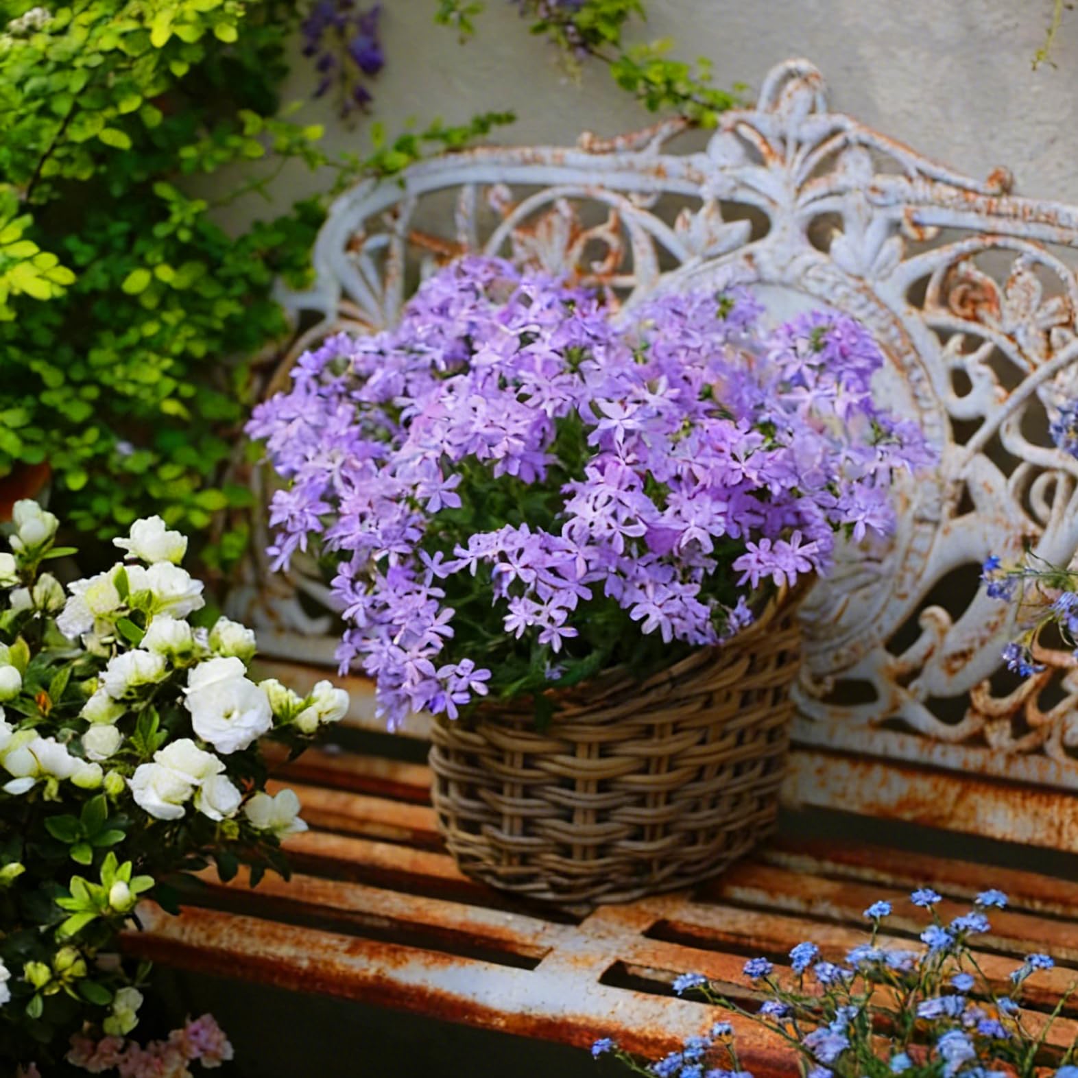 Mixrug Creeping Phlox non-GMO heirloom seeds offer dependable perennial color.