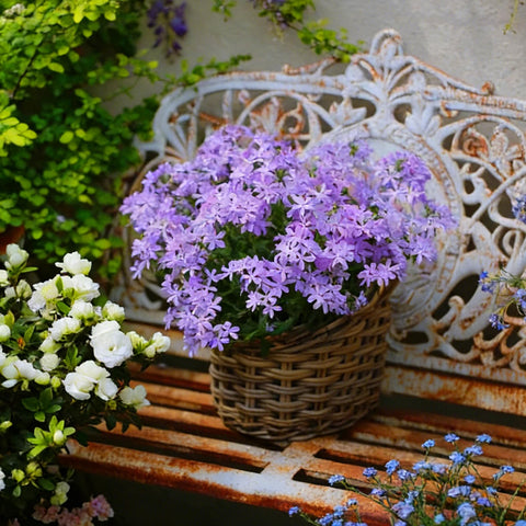 Mixrug Creeping Phlox non-GMO heirloom seeds offer dependable perennial color.