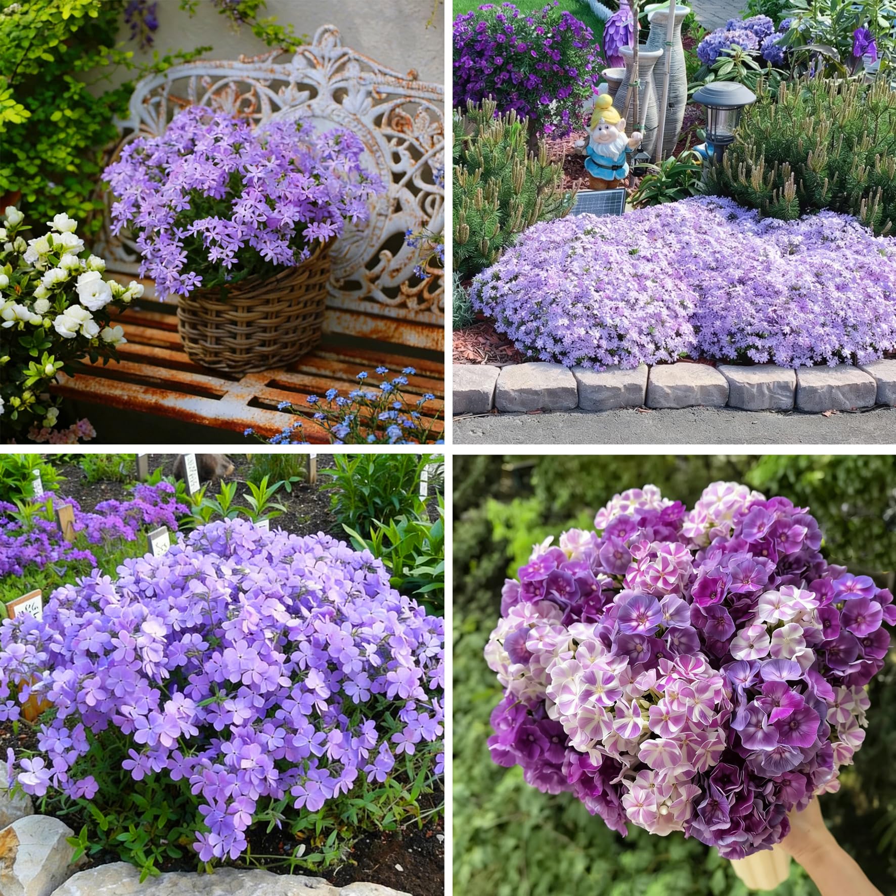 Mixrug Creeping Phlox seeds purple bloom for vibrant groundcover and borders.