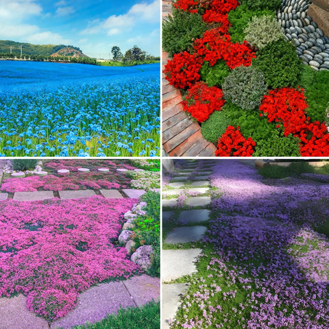 Mixrug creeping thyme seeds packet for easy ground cover in sunny gardens.