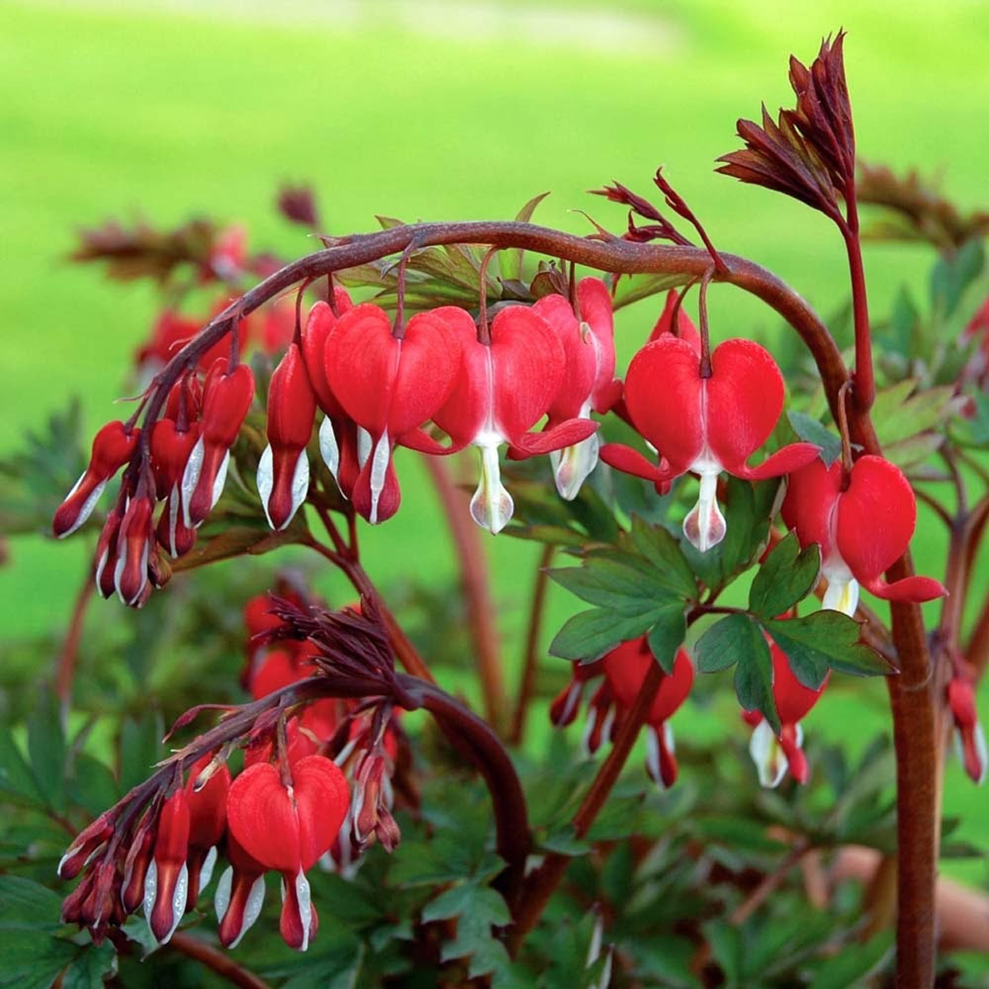 Mixrug bleeding heart cut flowers arranged for indoor display