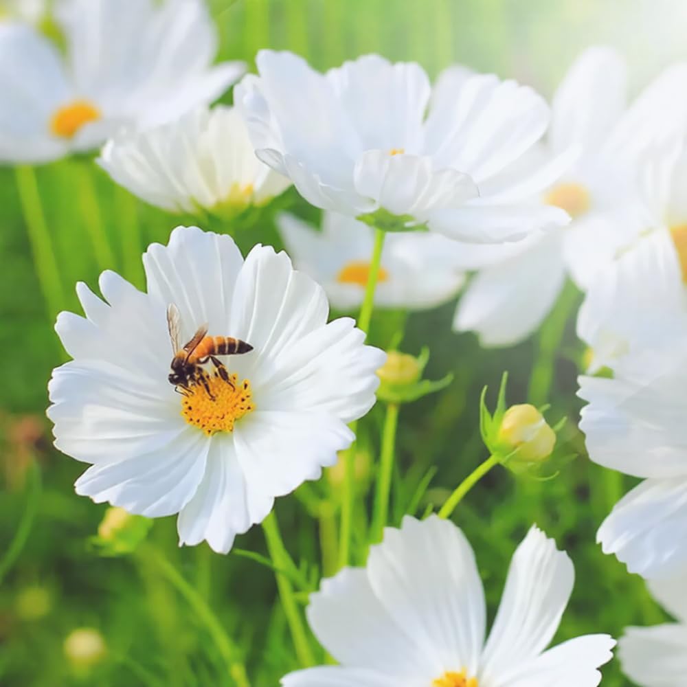 Mixrug cutting-friendly cosmos brighten bouquets for home gardens.