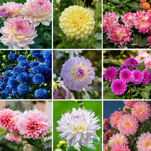 Mixrug dahlia bloom close-up reveals rich petals and fragrance