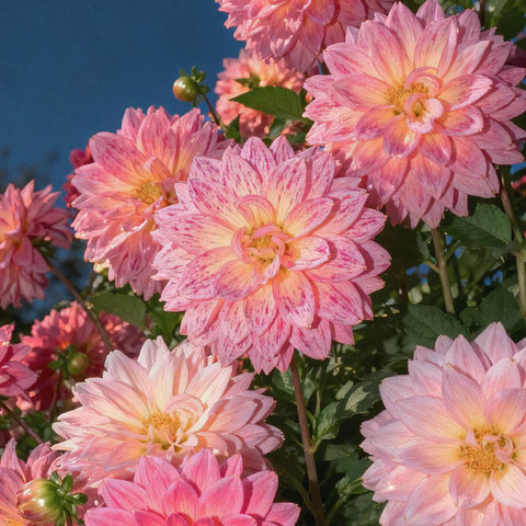 Mixrug dahlia container garden fits patios and balconies