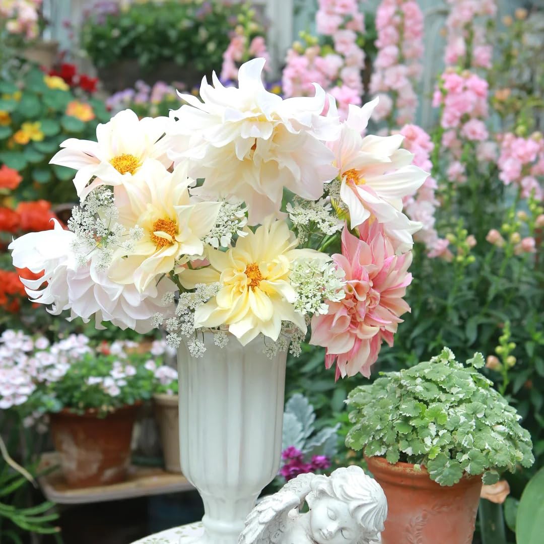 Mixrug dahlia flower bed planting enhances borders and beds