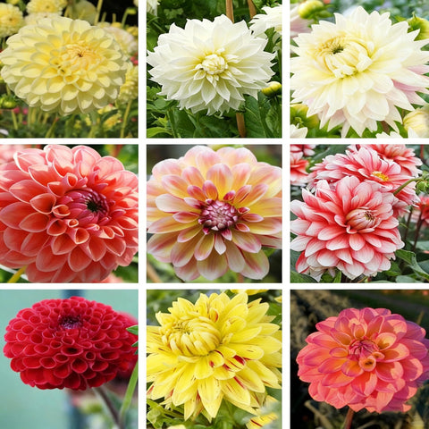 Mixrug dahlia pollinators on blooms support garden biodiversity