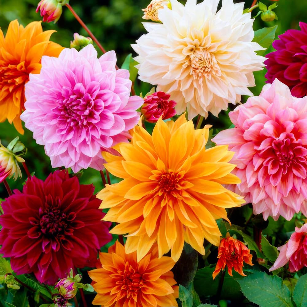 Mixrug dahlia seeds variabilis garden display with tall, sturdy stems.
