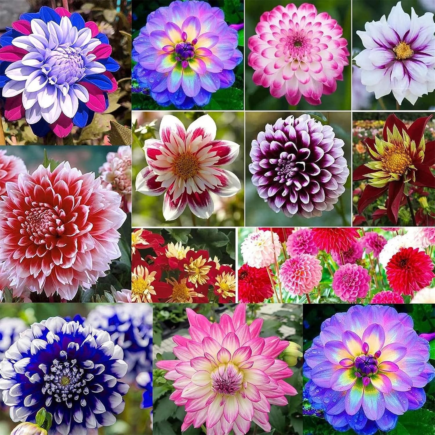 Mixrug dahlia seeds variabilis packaging ready for outdoor planting and color.
